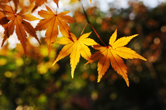 秋叶 秋天金黄色的树叶