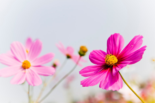 格桑花特写