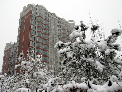 大雪压松