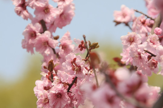 桃花