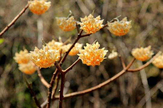 迎春花