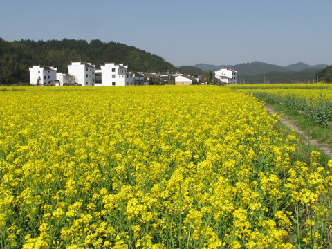 婺源思溪油菜花