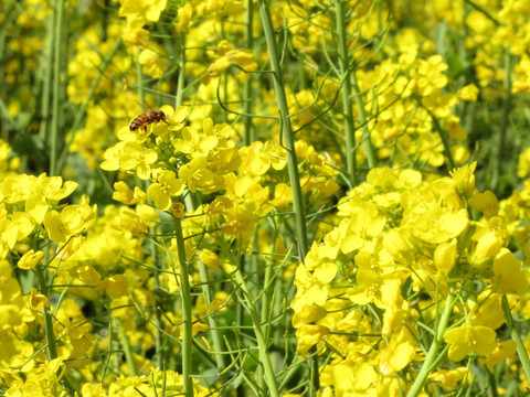 蜜蜂与油菜花