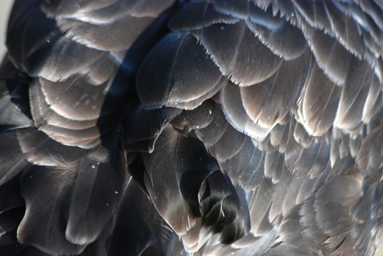 黑天鹅羽毛