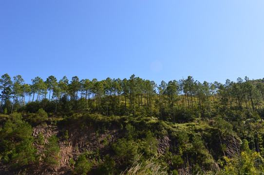 山坡松林