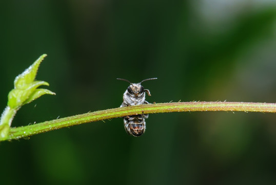 蜜蜂