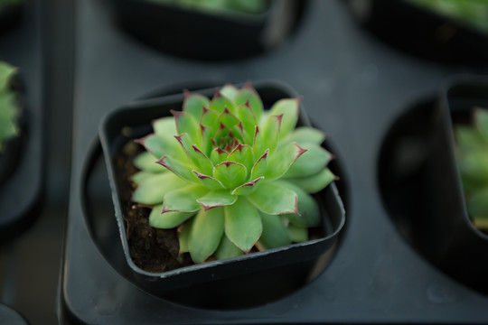 多肉植物 观音莲