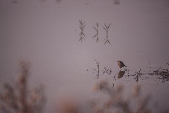 水边的一只苇莺 小鸟