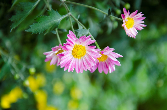 两朵小菊花