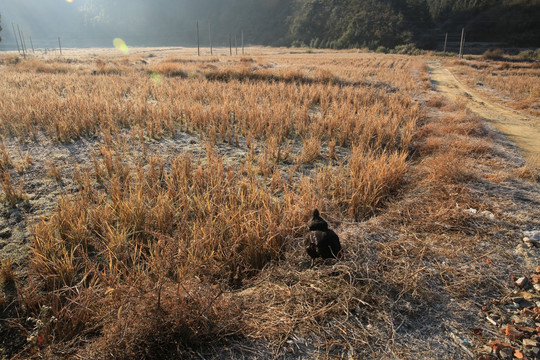 田园鸡生活图片