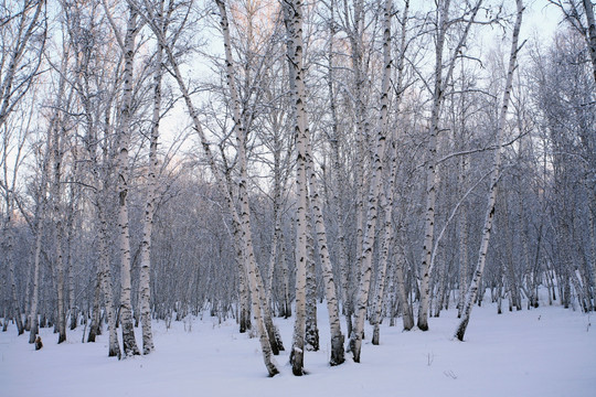 白桦林雪景