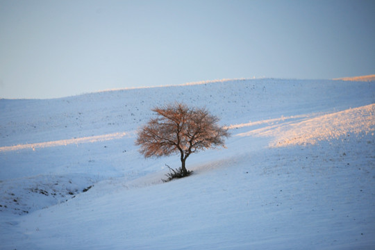 雪原一棵树