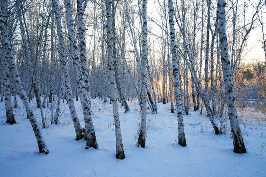 白桦林雪景