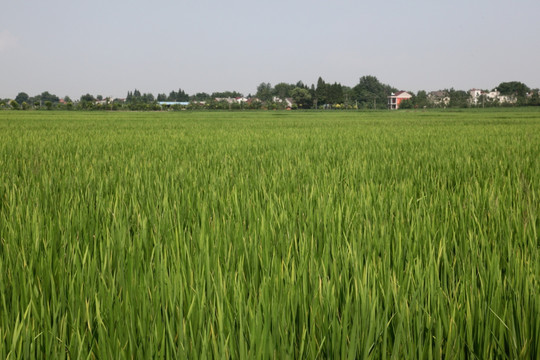 稻田 水稻