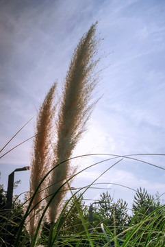 夕阳下的芦花