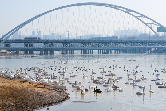 三门峡天鹅湖公园