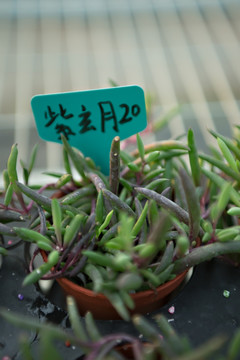 紫玄月 多肉植物