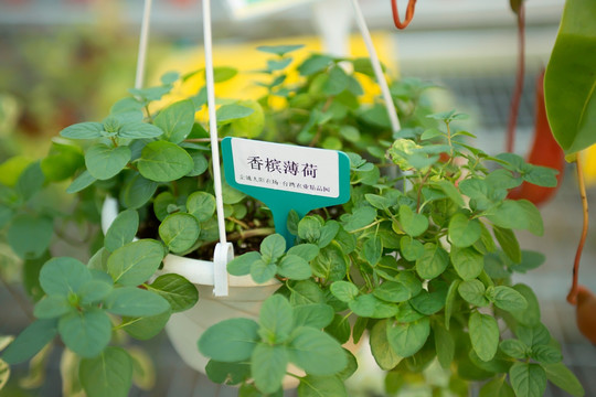 香槟薄荷 香草植物