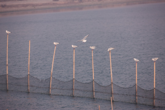 一排竹竿上的海鸥 挂网