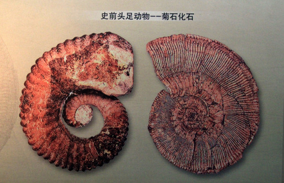 甘肃省博物馆古生物菊石化石