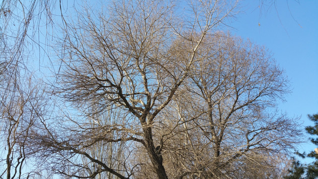 冬天蓝天下的杨树树冠