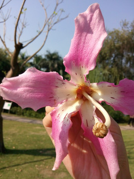 美丽异木棉 木棉花