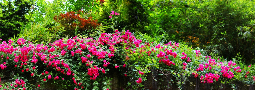 鲜花朵朵