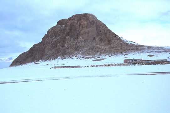 西藏风情画 雪地上的羊群