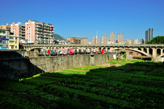 城市郊区菜园