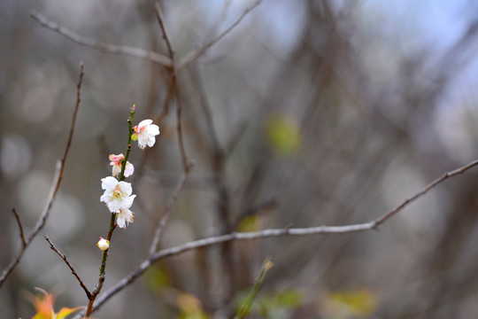 梅花