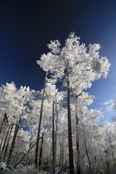 林海雪原冰雪风光