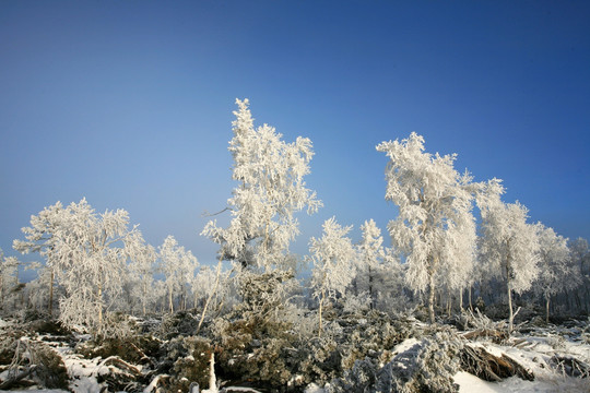 林海雪原