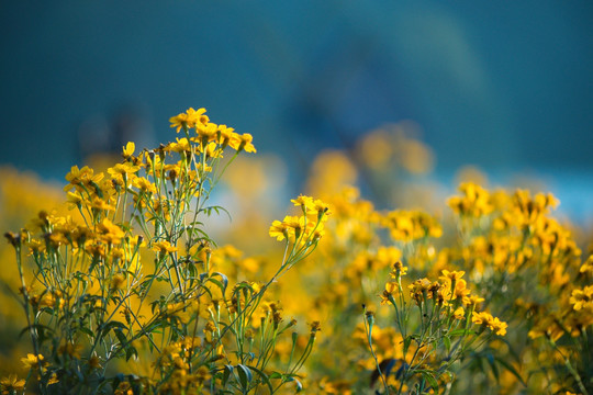 小黄菊花