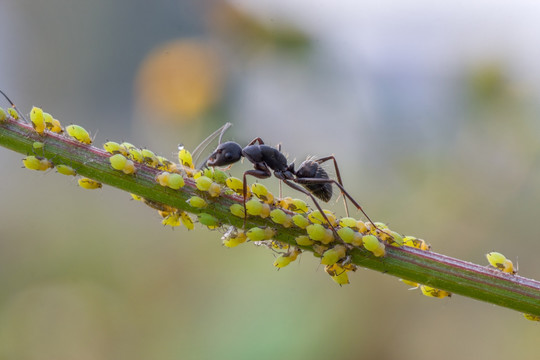 蚂蚁 黑蚂蚁 牧蚜 蚜虫