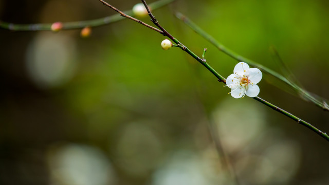 白梅花