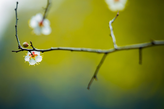 白梅花