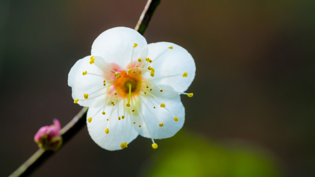 白梅花