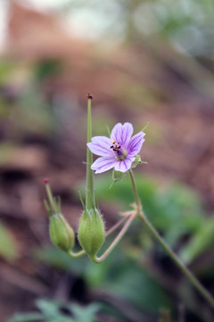 小野花