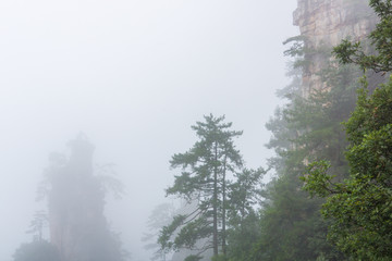 张家界云雾山林景观