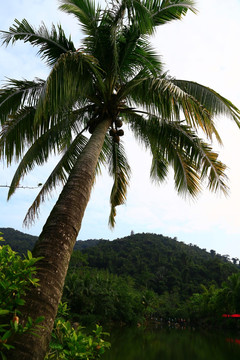 挺拔的椰树
