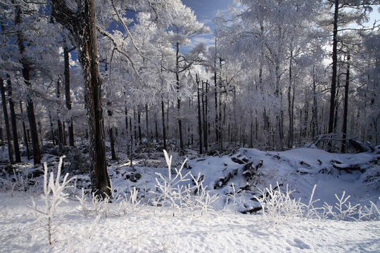 林海雪原