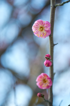 手机背景梅花