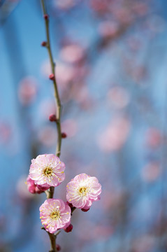 梅花手机屏保