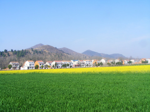 菜花  农田  田 田野