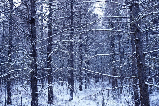 松林冬雪