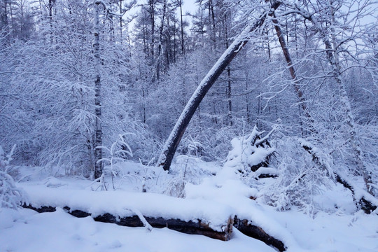 林海雪原