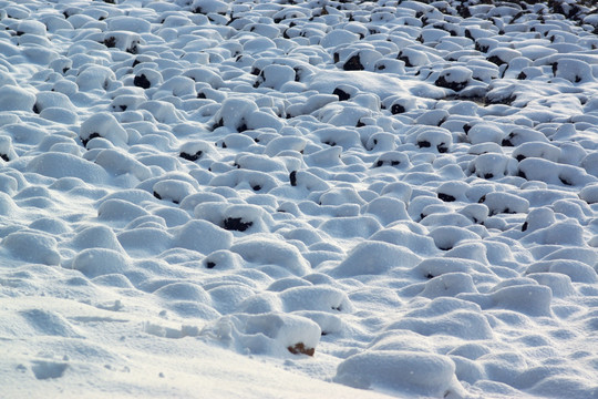 雪地