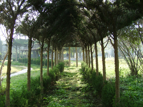 植物树木长廊