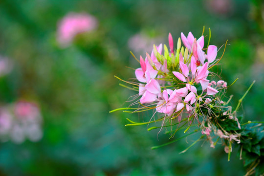 鲜花