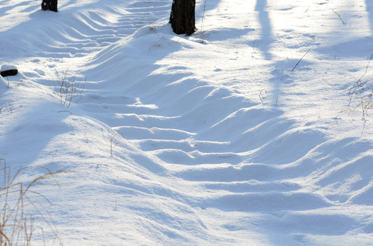 林中雪地树影足迹